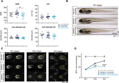 ZebraReg—a novel platform for discovering regulators of cardiac regeneration using zebrafish